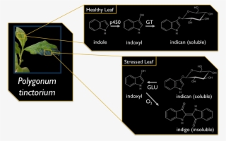 Indican Is A Suitable Solubilized Indigo That We Can #6648563