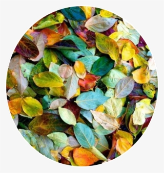 Leaves Plants Life Tumblr Aethetics #6664581