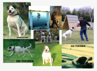 Ukc Champion Cobblestone Trinity Tucker ,ofa Good,akc #6664858