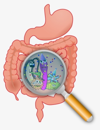 Bacteria Png Lactobacillus #6666213