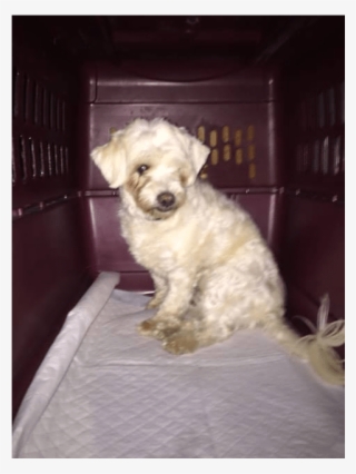 Mochi Is A Smaller Maltese X Poodle Mix, Spayed Female, #6669622