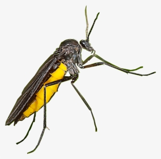 Fungus Gnats #6672838