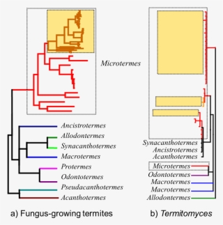 Representation Of The Phylogeny Of #6673104