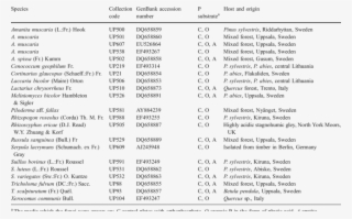 Nineteen Isolates Of Ectomycorrhizal Fungi, One Ericoid #6673631
