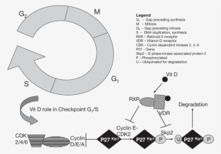 Calcitriol And Cell Cycle Checkpoints #6674754
