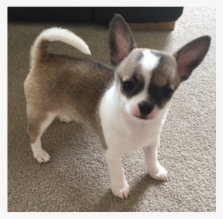 Free Chihuahua With Transparent Background #6675688