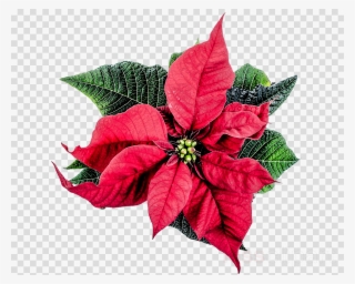 Christmas Flower Png Clipart Poinsettia Christmas Day #6676628