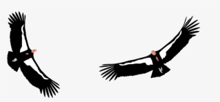 Condor Png #6681635