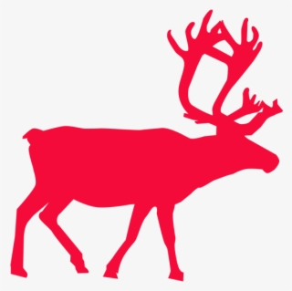 Meet And Feed The Reindeers #6682012