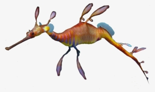 Weedy Sea Dragon #6687526