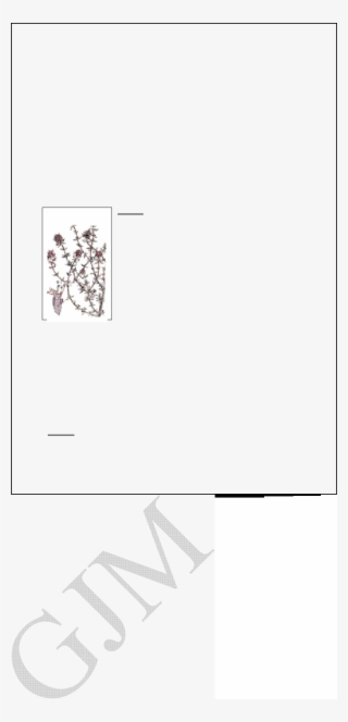 Es Nativo De Laregión Mediterránea Y Se Cultiva Ampliamente #6689593