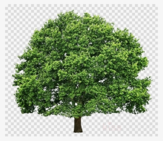 Branch Clipart Png #6692672 Branch Clipart Png #6692672