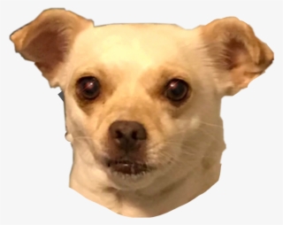 Chihuahua Tacobell Chicachihuahua Chica #6693982