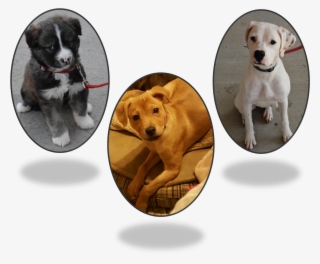 March 12, Adoption Fair #6696600