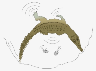 Crocodylus Intermedius Hunting Technique #6697110