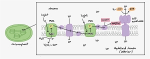 Light-dependent Reactions (article) - Fotosintesis Reacciones Quimicas #670047