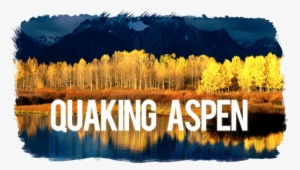 Healthcare Needs A Quaking Aspen #672776 Healthcare Needs A Quaking Aspen #672776