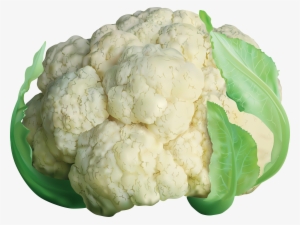Botanical Illustration, Cauliflower, Vector Free, Art - Clipart Images Of Cauliflower #673671