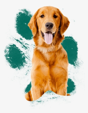 People See The Fuzzy, Cute Golden Puppy And Fall In - Dogs High #674554