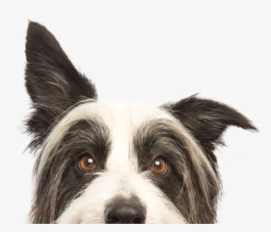 Buy Dvd Episodes 1-7 - Imagenes De Mascotas En Png #674637