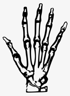 Skeleton Clipart Hand Pointing - Hand X Ray Clipart #674641