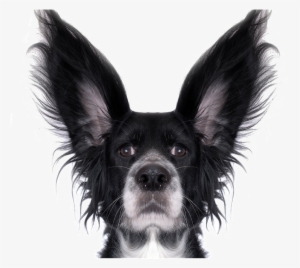 Dog, Fun, Dressing Up, Canine, Pet, Animal, Singular - Stupid Dog White Background #674664