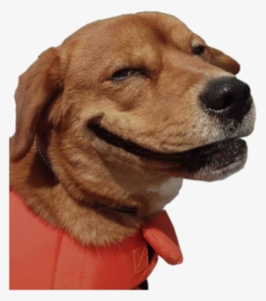 Smiling Dog Weed #674713