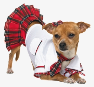 Go To Image - Costumes For Chihuahuas #674747