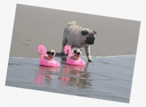 Dog Cat - Pug To The Beach #675170