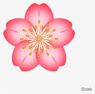 Cherry Blossom Flower PNG, Transparent Cherry Blossom Flower PNG Image ...