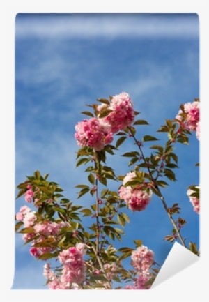 Beautiful Cherry Blossom , Pink Sakura Flower Wall - Cherry Blossom #675351 Beautiful Cherry Blossom , Pink Sakura Flower Wall - Cherry Blossom #675351