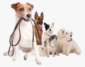 Dog Walking Png - Dog Walking #675394