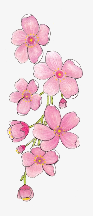 Sakura - Frangipani #675422