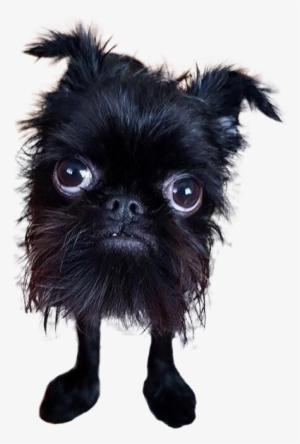 Animala Cute - Ugly Dog Transparent Background #675598