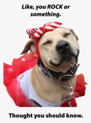 You-rock - You Rock Dog #675907