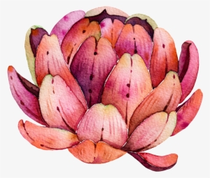 Meat Free Pull Vector - Suculentas Acuarela #676778