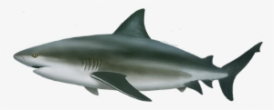 Bull Shark Png #677167