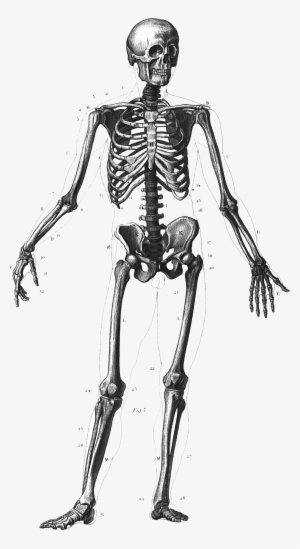 Explore Skeleton Drawings, Human Skeleton, And More - Human Neck Bone ...