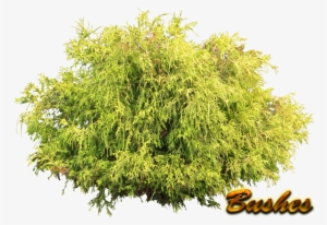 Bushes Png Pic - Wild Shrub White Background #677693