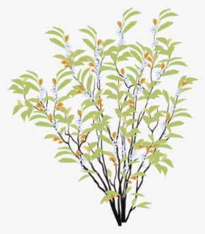 Ian Symbol Myrica Cerifera - Drawing Of Shrub Plant #677824