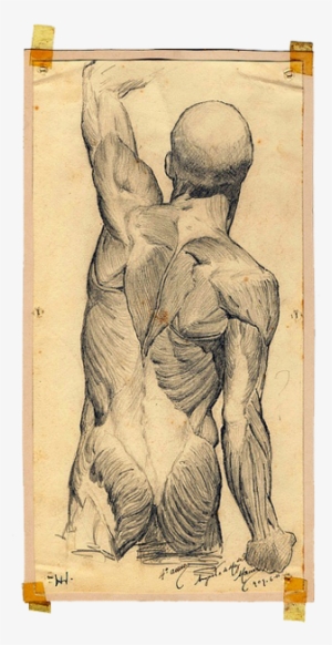 Clipart Library Download Anatomical Drawing Human Body - Drawing #677956