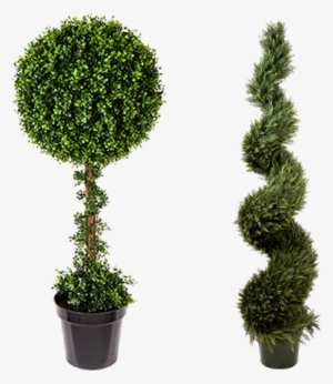 Please Click On The Image Below To View Or Download - Thuya #678026