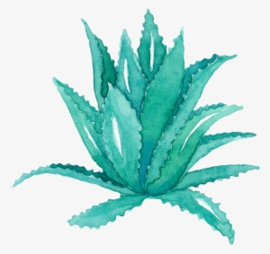 Aloe Vera Leaf Agave Watercolor Painting Succulent - Aloe Vera Watercolor Png #678028