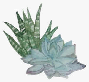 Suculentas Suculents Aquarela Watercolor Catarinazs - Watercolor Painting #678051