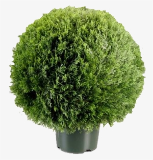Green Topiary #678091