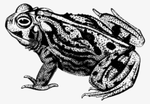 Frog Common Toad Black And White Drawing - Ranas Blanco Y Negro #678120