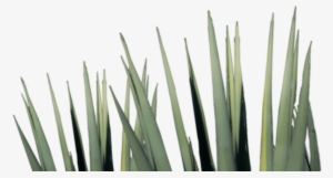 Agave Tequila Png #678142