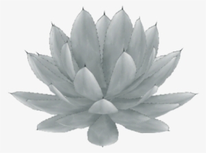 California Cabbage Agave - Agave #678182