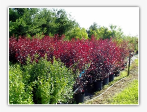 Shrubs Available - Minnesota #678201