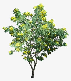 Plant - Google 검색 - Tree #678299